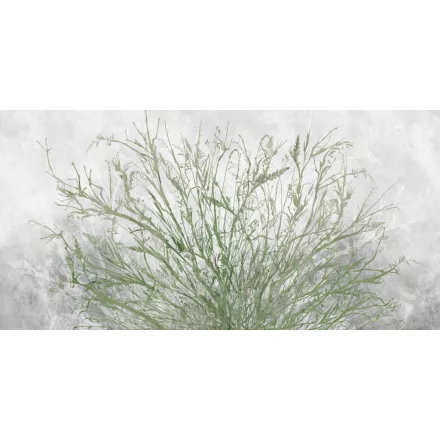 K'moor / Ambience poszter