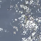 K'moor / Ambience poszter