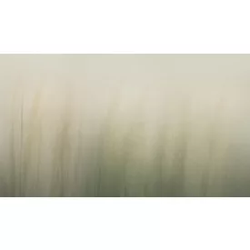 K'moor / Ambience poszter