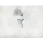 RIMURA / Main Collection