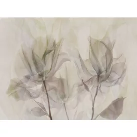 RIMURA / Main Collection