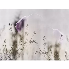 RIMURA / Main Collection