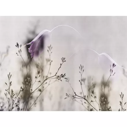 RIMURA / Main Collection