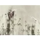 RIMURA / Main Collection