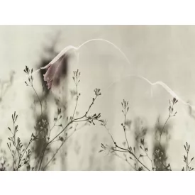 RIMURA / Main Collection