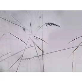 RIMURA / Main Collection