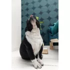 Caselio / Around tapéta