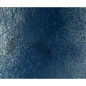 Wall&Deco  CWC  Animals