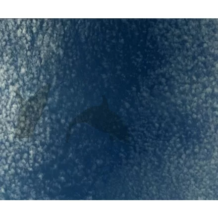 Wall&Deco  CWC  Animals