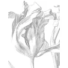 KEK Amsterdam / BC - Kör tapéta