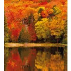 Casadeco / Beauty Full Image 2 tapéta