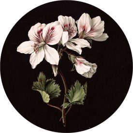 KEK Amsterdam / CK - Kör tapéta