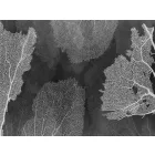 RIMURA / Main Collection