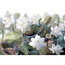 Wallvision / Poszter