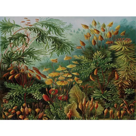 Wallvision / Poszter