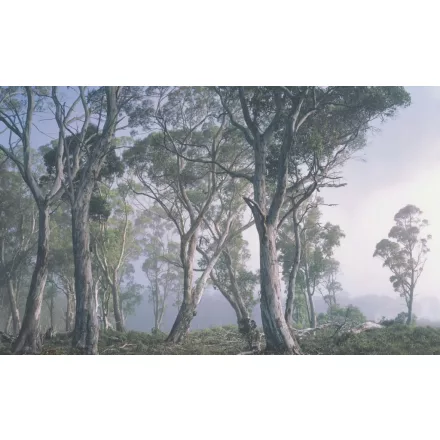 Wallvision / Poszter