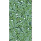 Casadeco / Five O'Clock tapéta