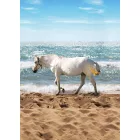 Behang / Kate&Andy tapéta