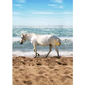 Behang / Kate&Andy tapéta