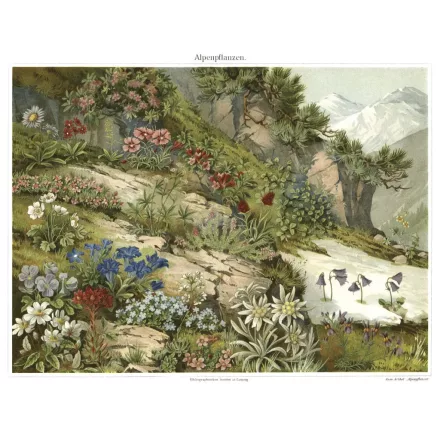 Behang / Natural History tapéta