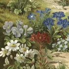 Behang / Natural History tapéta