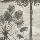 Behang / Natural History tapéta