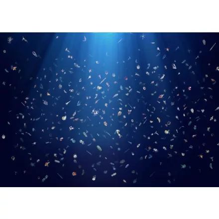 Behang / Natural History tapéta