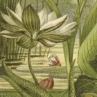 Behang / Natural History tapéta