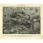 Behang / Natural History tapéta