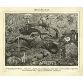 Behang / Natural History tapéta