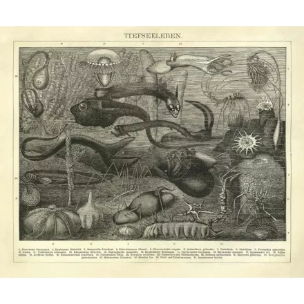 Behang / Natural History tapéta