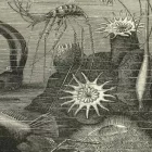 Behang / Natural History tapéta