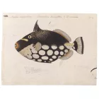 Behang / Natural History tapéta