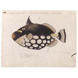 Behang / Natural History tapéta