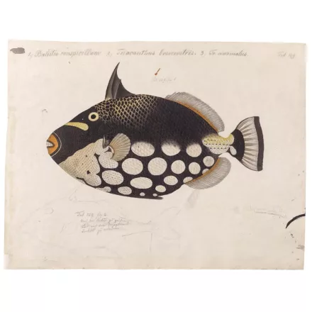 Behang / Natural History tapéta