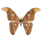 Behang / Natural History tapéta