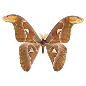 Behang / Natural History tapéta