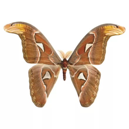 Behang / Natural History tapéta