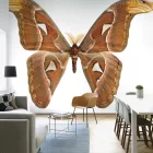 Behang / Natural History tapéta