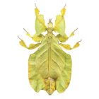 Behang / Natural History tapéta