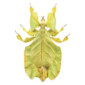 Behang / Natural History tapéta