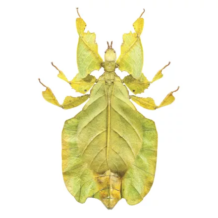 Behang / Natural History tapéta