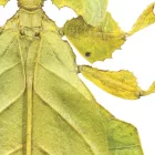 Behang / Natural History tapéta