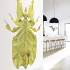 Behang / Natural History tapéta