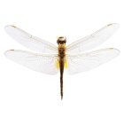 Behang / Natural History tapéta