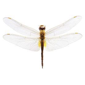 Behang / Natural History tapéta