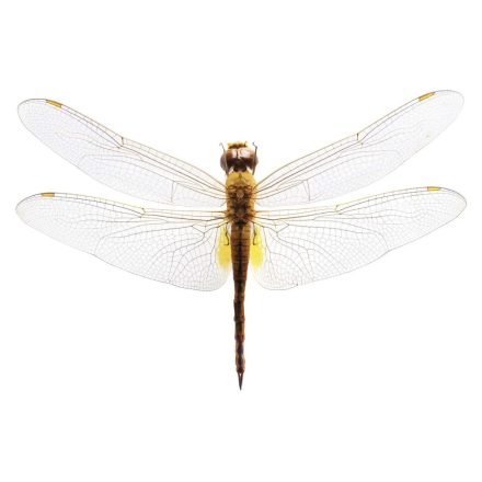 Behang / Natural History tapéta