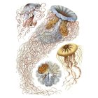 Behang / Natural History tapéta