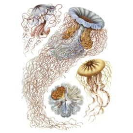 Behang / Natural History tapéta