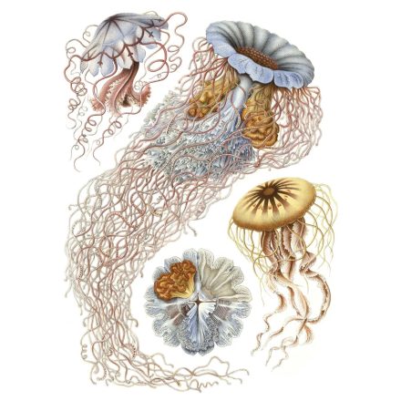 Behang / Natural History tapéta